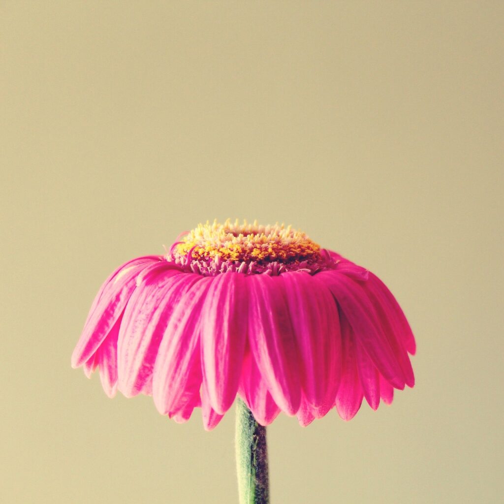 gerbera, withered, pink-1083067.jpg